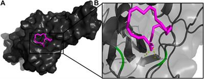 Characterization of Phytochemicals in Ulva intestinalis L. and Their Action Against SARS-CoV-2 Spike Glycoprotein Receptor-Binding Domain